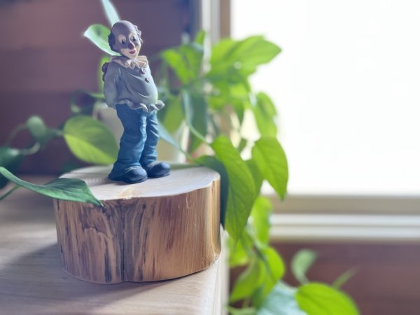 画像4: 限定品！青森ヒバ　ころっとひば（小株） (4)